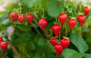روش طبیعی برای نگهداری طولانی مدت از توت فرنگی + ویدئو