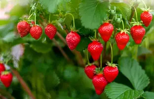 روش طبیعی برای نگهداری طولانی مدت از توت فرنگی + ویدئو