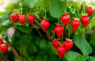 روش طبیعی برای نگهداری طولانی مدت از توت فرنگی + ویدئو