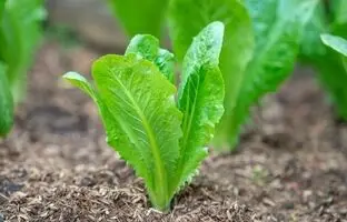 کاهوی لزج را دور بریزید