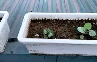  ترفندی جالب برای کاشت و برداشت کلم در گلدان خانگی + ویدئو