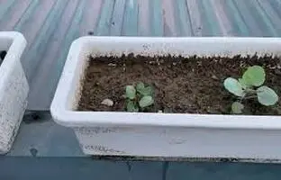  ترفندی جالب برای کاشت و برداشت کلم در گلدان خانگی + ویدئو