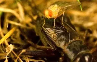 وحشت در دنیای حشرات / مگسی که نوزادانش را در بدن جیرجیرک‌ به دنیا می‌آورد