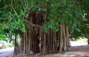 درختان عجیب دنیا؛ از اژدهای خونریز تا رنگین کمانی از رنگ ها + تصاویر