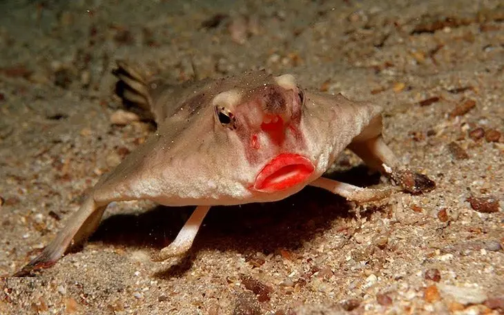 چرا لب‌ بعضی ماهی‌ها اینقدر بزرگ است؟ 