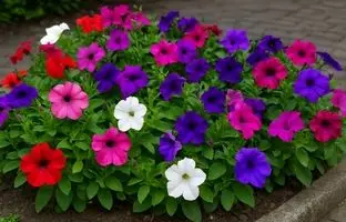 گل‌های بهاری ۱۴۰۴: اطلسی، لبخند بهاری را به حیاط خانه‌ات می‌آورد