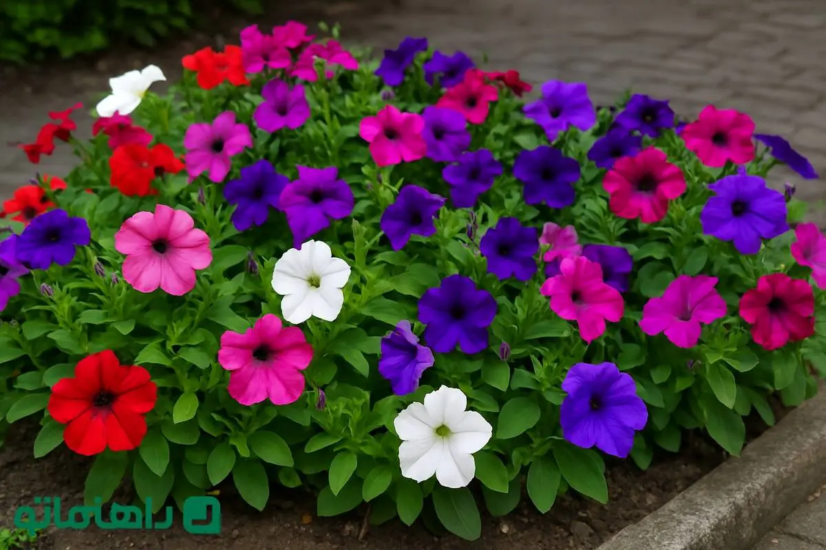 گل‌های بهاری ۱۴۰۴: اطلسی، لبخند بهاری را به حیاط خانه‌ات می‌آورد