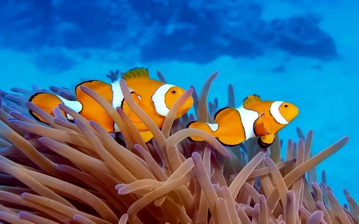 آیا ماهی‌ها آب می‌خورند؟
