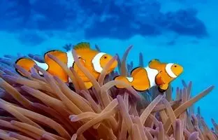 آیا ماهی‌ها آب می‌خورند؟
