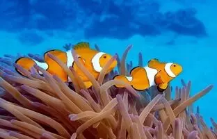 آیا ماهی‌ها آب می‌خورند؟
