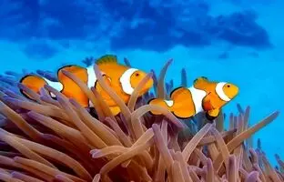 آیا ماهی‌ها آب می‌خورند؟

