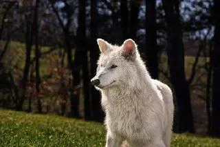 آیا دانشمندان واقعاً گرگ وحشت را به زندگی بازگردانده‌اند؟ + تصاویر