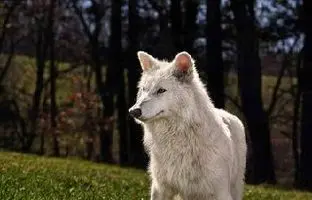 آیا دانشمندان واقعاً گرگ وحشت را به زندگی بازگردانده‌اند؟ + تصاویر