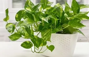 گیاه پتوس چگونه گیاهی است و چطور از آن مراقبت کنیم؟