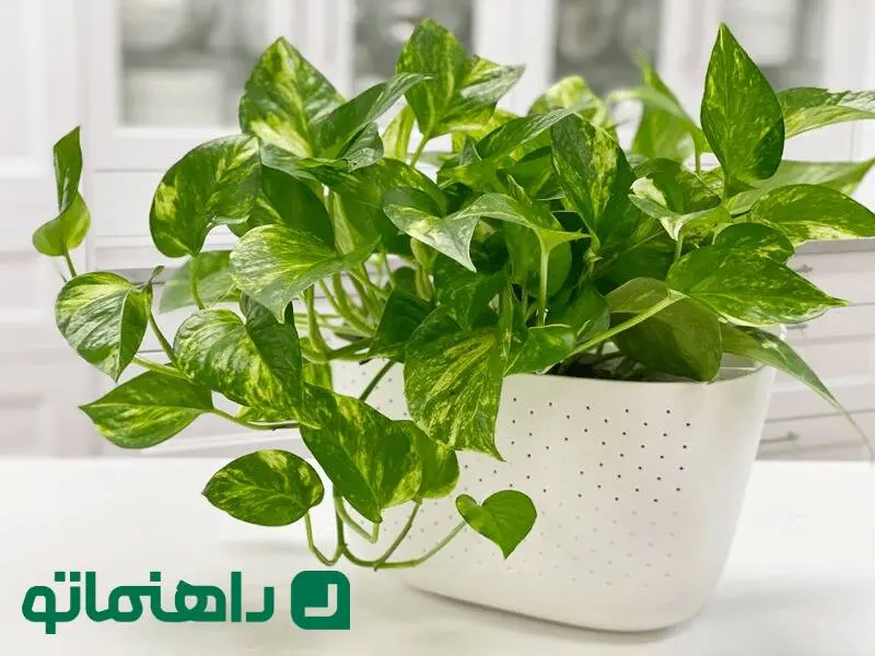 گیاه پتوس چگونه گیاهی است و چطور از آن مراقبت کنیم؟