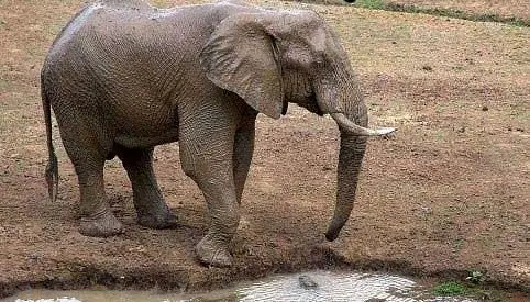 فیلمی عجیب از یک فیل که خرطومش سوراخ است و نمی‌تواند آب بخورد! + ویدئو
