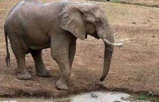 فیلمی عجیب از یک فیل که خرطومش سوراخ است و نمی‌تواند آب بخورد! + ویدئو
