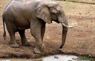 فیلمی عجیب از یک فیل که خرطومش سوراخ است و نمی‌تواند آب بخورد! + ویدئو
