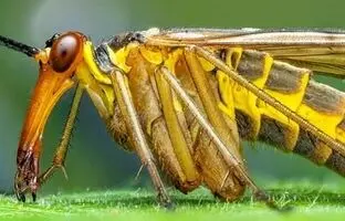 این مگس عجیب؛ دمی مانند عقرب دارد! + عکس