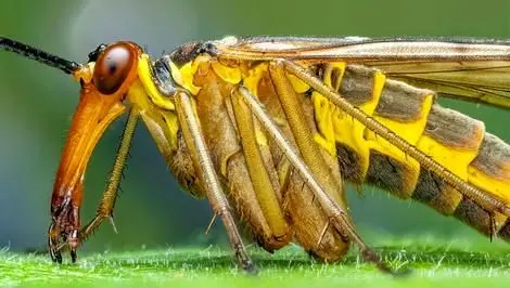 این مگس عجیب؛ دمی مانند عقرب دارد! + عکس