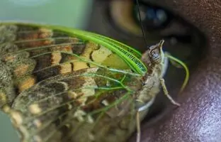 یک کلکسیونر بیش از ۴.۲ میلیون پروانه دارد + ویدئو