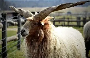 راکای مجارستانی؛ گوسفندی استثنایی با شاخ‌های عجیب