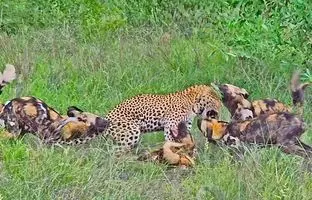 کمین مرگبار پلنگ برای سگ وحشی! +ویدئو