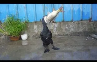 مرغ ماهی‌خوار، ماهی ۵۰ سانتی را در یک ثانیه بلعید! + ویدئو