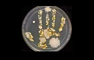 به خاطر این فیلم به نظافت دست های خود اهمیت دهید! + ویدئو