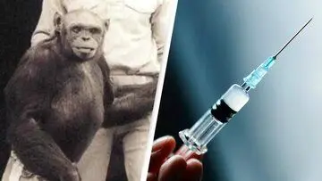 انسان-شامپانزه‌ آزمایشگاهی به قدری وحشتناک بود که خالقش آن را کشت! + عکس