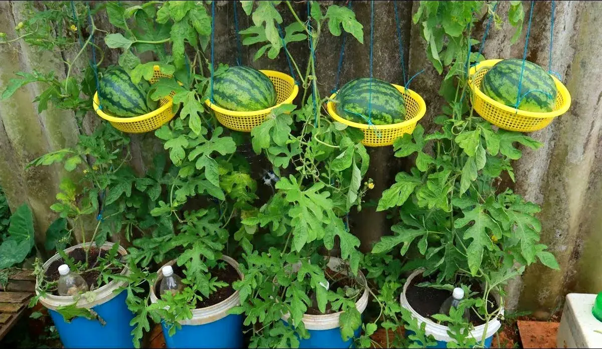 آموزش کاشت هندوانه در گلدان (+نکات نگهداری)