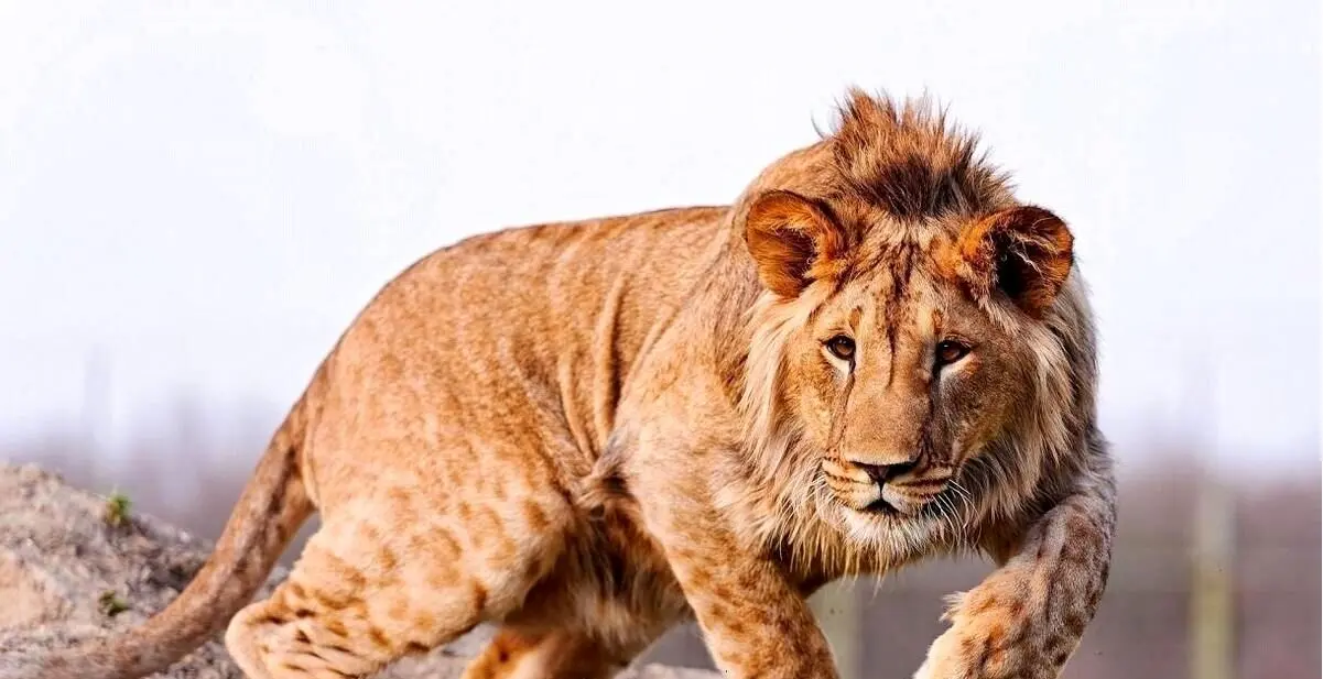 عجیب ترین جشن قهرمانی با همراهی چند قلاده شیر واقعی !