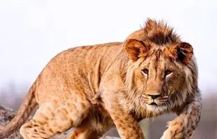 عجیب ترین جشن قهرمانی با همراهی چند قلاده شیر واقعی !