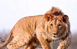 عجیب ترین جشن قهرمانی با همراهی چند قلاده شیر واقعی !