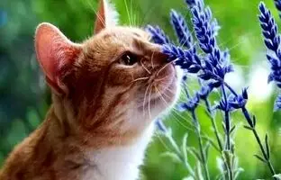 کدام حیوان بهترین حس بویایی را دارد؟ 