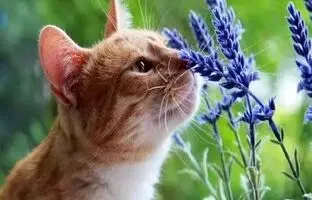 کدام حیوان بهترین حس بویایی را دارد؟ 