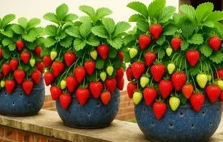 با این روش بالکن خانه را با کمک بطری پلاستیکی به باغ توت فرنگی تبدیل کنید!  + ویدئو