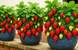 با این روش بالکن خانه را با کمک بطری پلاستیکی به باغ توت فرنگی تبدیل کنید!  + ویدئو