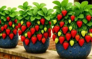 با این روش بالکن خانه را با کمک بطری پلاستیکی به باغ توت فرنگی تبدیل کنید!  + ویدئو