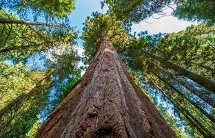 بدجنس‌ترین درخت جهان، با صاعقه قد می‌کشد!