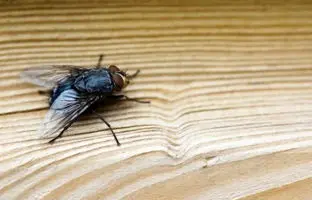 چیکار کنیم مگس از خانه برود ؟ ؛ ۶ راه خانگی و سالم دفع مگس از خانه