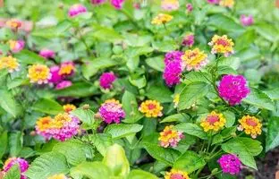 راهنمای کامل نگهداری، کاشت و پرورش گل شاه پسند