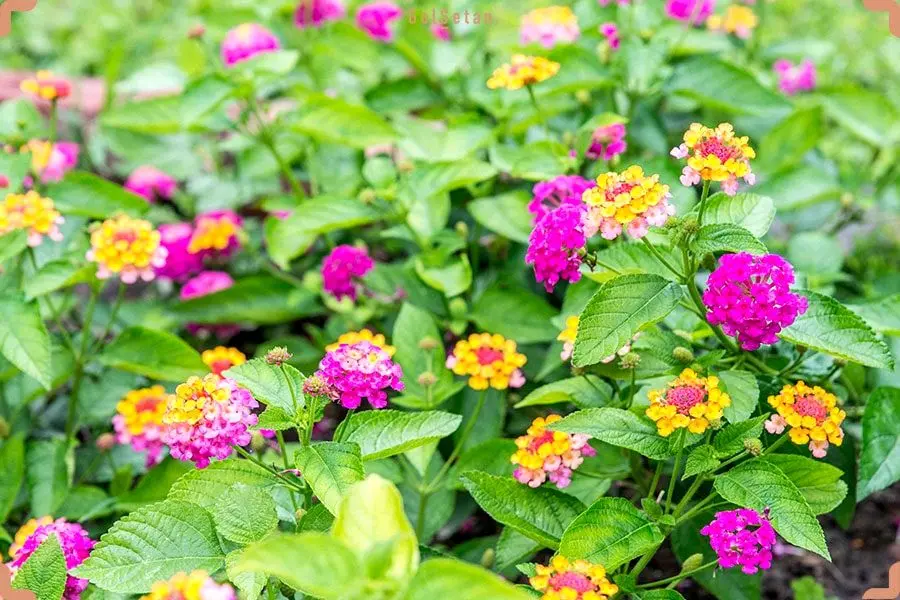 راهنمای کامل نگهداری، کاشت و پرورش گل شاه پسند