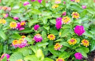 راهنمای کامل نگهداری، کاشت و پرورش گل شاه پسند