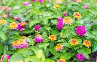 راهنمای کامل نگهداری، کاشت و پرورش گل شاه پسند