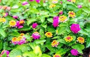 راهنمای کامل نگهداری، کاشت و پرورش گل شاه پسند