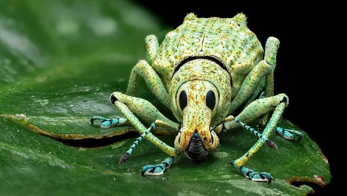 این موجود فضایی بزرگترین خانواده جانوری روی کره زمین را تشکیل می دهد! 