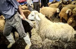 قیمت جدید دام‌زنده امروز ۲۰ آذر ۱۴۰۳؛ ۵۰ درصد ارزان شد
