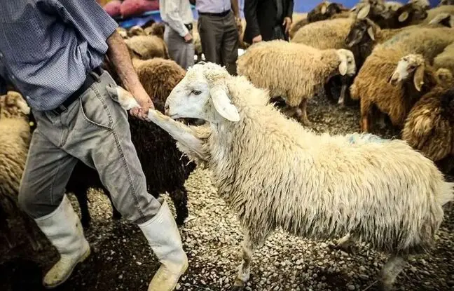 قیمت جدید دام‌زنده امروز ۲۰ آذر ۱۴۰۳؛ ۵۰ درصد ارزان شد
