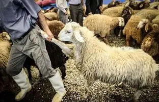قیمت جدید دام‌زنده امروز ۲۰ آذر ۱۴۰۳؛ ۵۰ درصد ارزان شد

